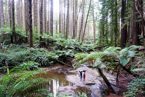 Suihua Shimen National Forest Park, en unik blandning av majestät och lugn!