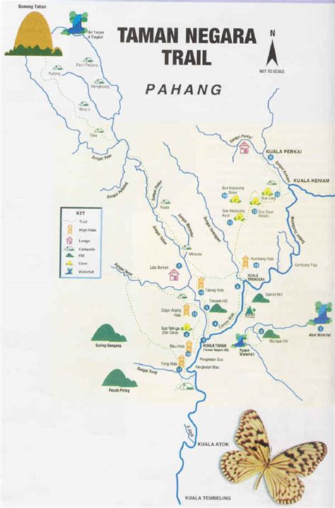 Taman Negara: Ett äventyr i den Malaysiska regnskogen!