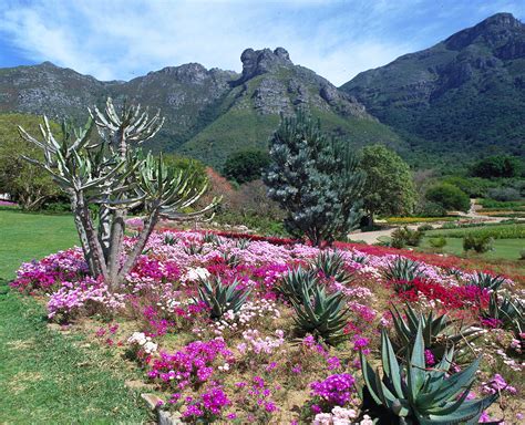 Kirstenbosch National Botanical Garden: En Blommande Parad i Hjärtat av Cape Town!