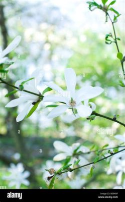  Yuecheng Parken -  En historisk oas med blommande magnolia!